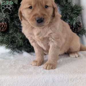 Kobe, Golden Retriever Puppy