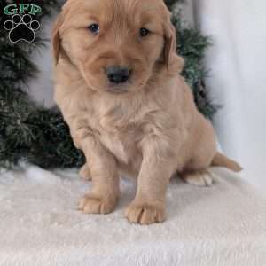 Kobe, Golden Retriever Puppy