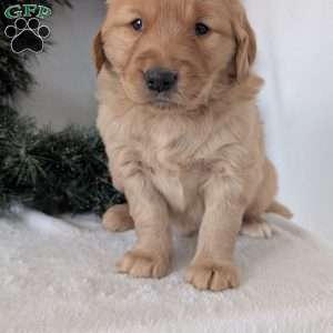 Kobe, Golden Retriever Puppy