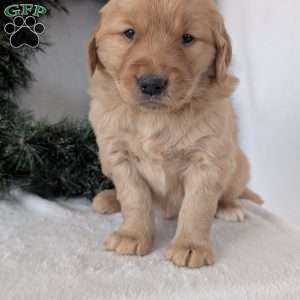 Kobe, Golden Retriever Puppy
