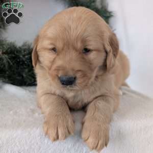 Kobe, Golden Retriever Puppy