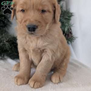 Trevor, Golden Retriever Puppy