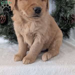 Trevor, Golden Retriever Puppy