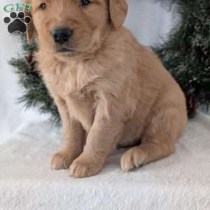 Trevor, Golden Retriever Puppy