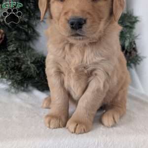 Trevor, Golden Retriever Puppy