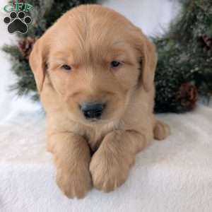 Trevor, Golden Retriever Puppy