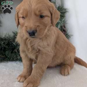 Trenton, Golden Retriever Puppy