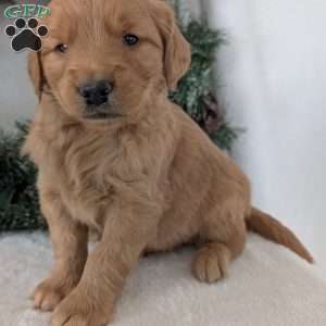 Trenton, Golden Retriever Puppy