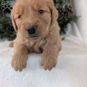 Trenton, Golden Retriever Puppy