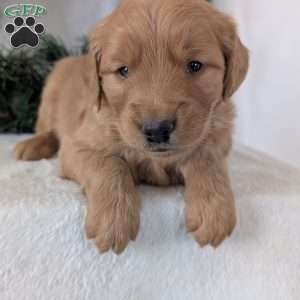 Trenton, Golden Retriever Puppy