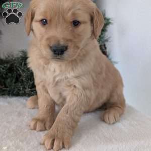 Missy, Golden Retriever Puppy