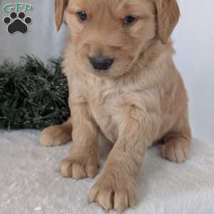 Missy, Golden Retriever Puppy