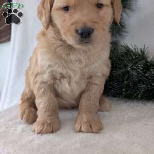 Missy, Golden Retriever Puppy