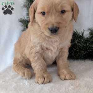 Missy, Golden Retriever Puppy