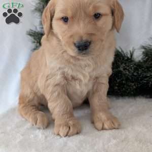 Missy, Golden Retriever Puppy