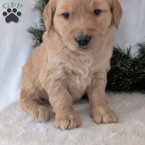 Missy, Golden Retriever Puppy