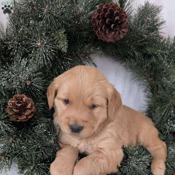 Missy, Golden Retriever Puppy