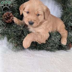 Missy, Golden Retriever Puppy