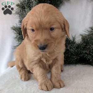 Kandi, Golden Retriever Puppy