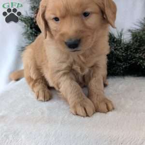 Kandi, Golden Retriever Puppy