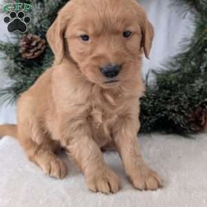 Kandi, Golden Retriever Puppy