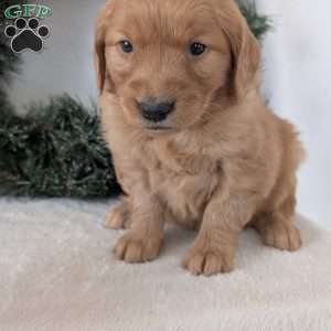 Kandi, Golden Retriever Puppy