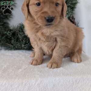 Kandi, Golden Retriever Puppy