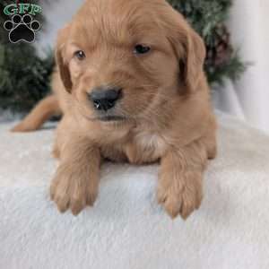 Kandi, Golden Retriever Puppy