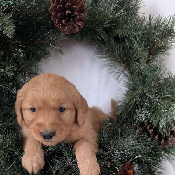 Kandi, Golden Retriever Puppy
