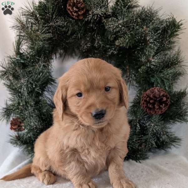 Kandi, Golden Retriever Puppy