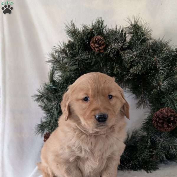 Bobby, Golden Retriever Puppy