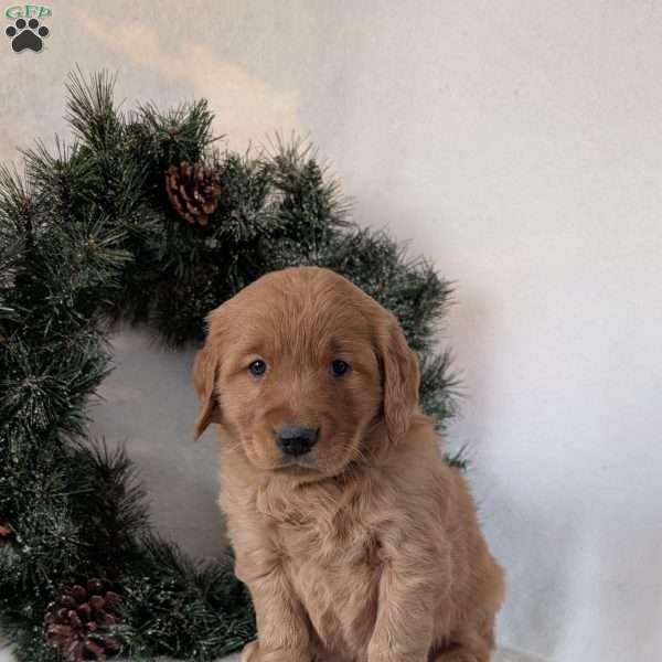 Trevor, Golden Retriever Puppy