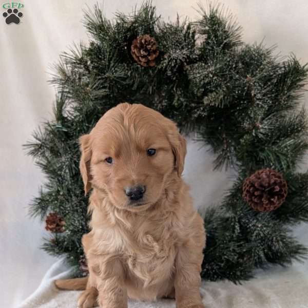 Trenton, Golden Retriever Puppy