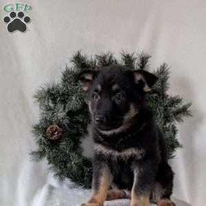 Mack, German Shepherd Puppy
