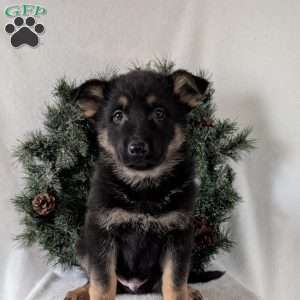 Mack, German Shepherd Puppy