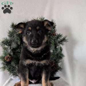 Mack, German Shepherd Puppy