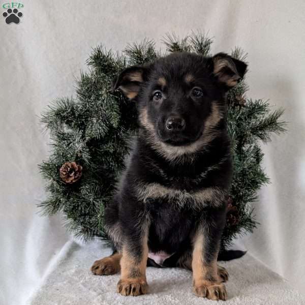 Mack, German Shepherd Puppy