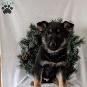 Mack, German Shepherd Puppy