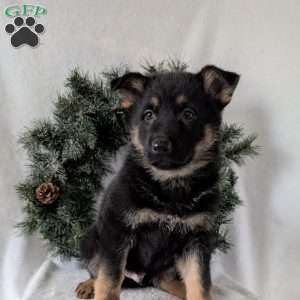 Mack, German Shepherd Puppy