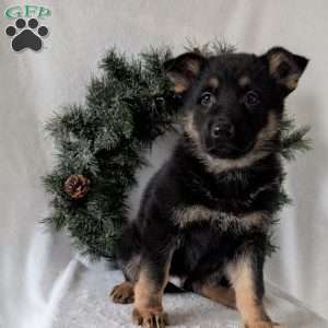 Mack, German Shepherd Puppy