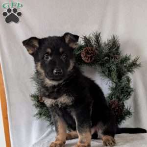 Mack, German Shepherd Puppy