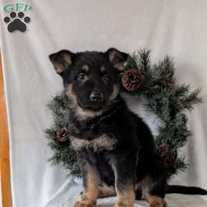 Mack, German Shepherd Puppy