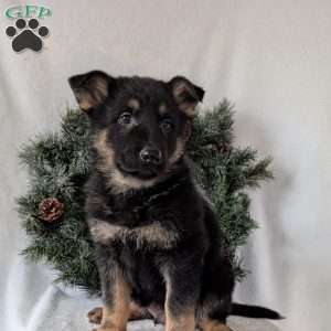 Mack, German Shepherd Puppy