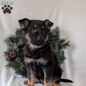 Mack, German Shepherd Puppy