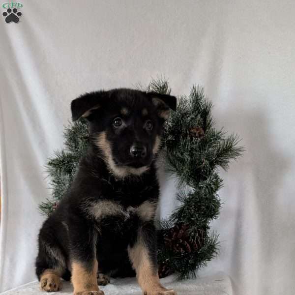 Tyson, German Shepherd Puppy
