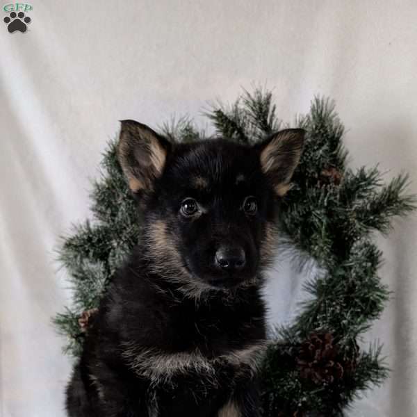 Cyclone, German Shepherd Puppy
