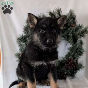 Cyclone, German Shepherd Puppy