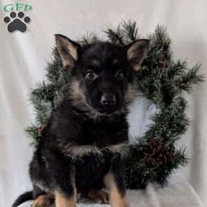 Cyclone, German Shepherd Puppy