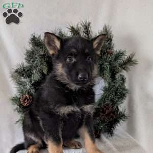 Cyclone, German Shepherd Puppy
