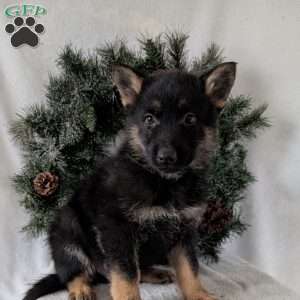 Cyclone, German Shepherd Puppy